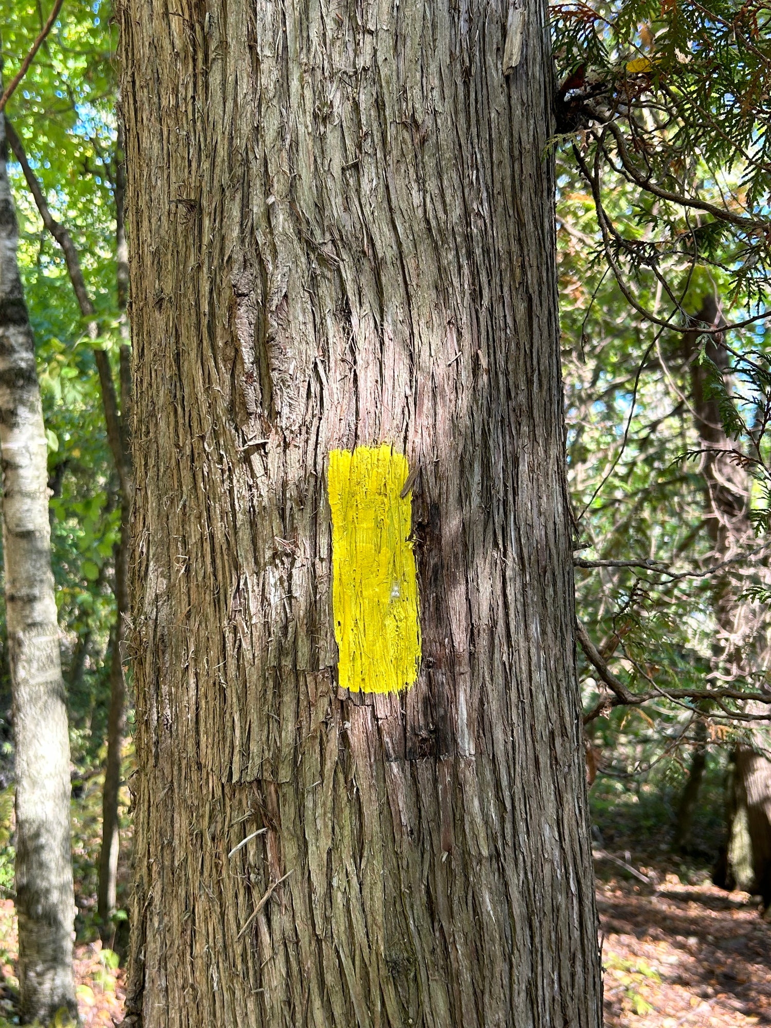 Yellow ice age trail blaze on a tree.